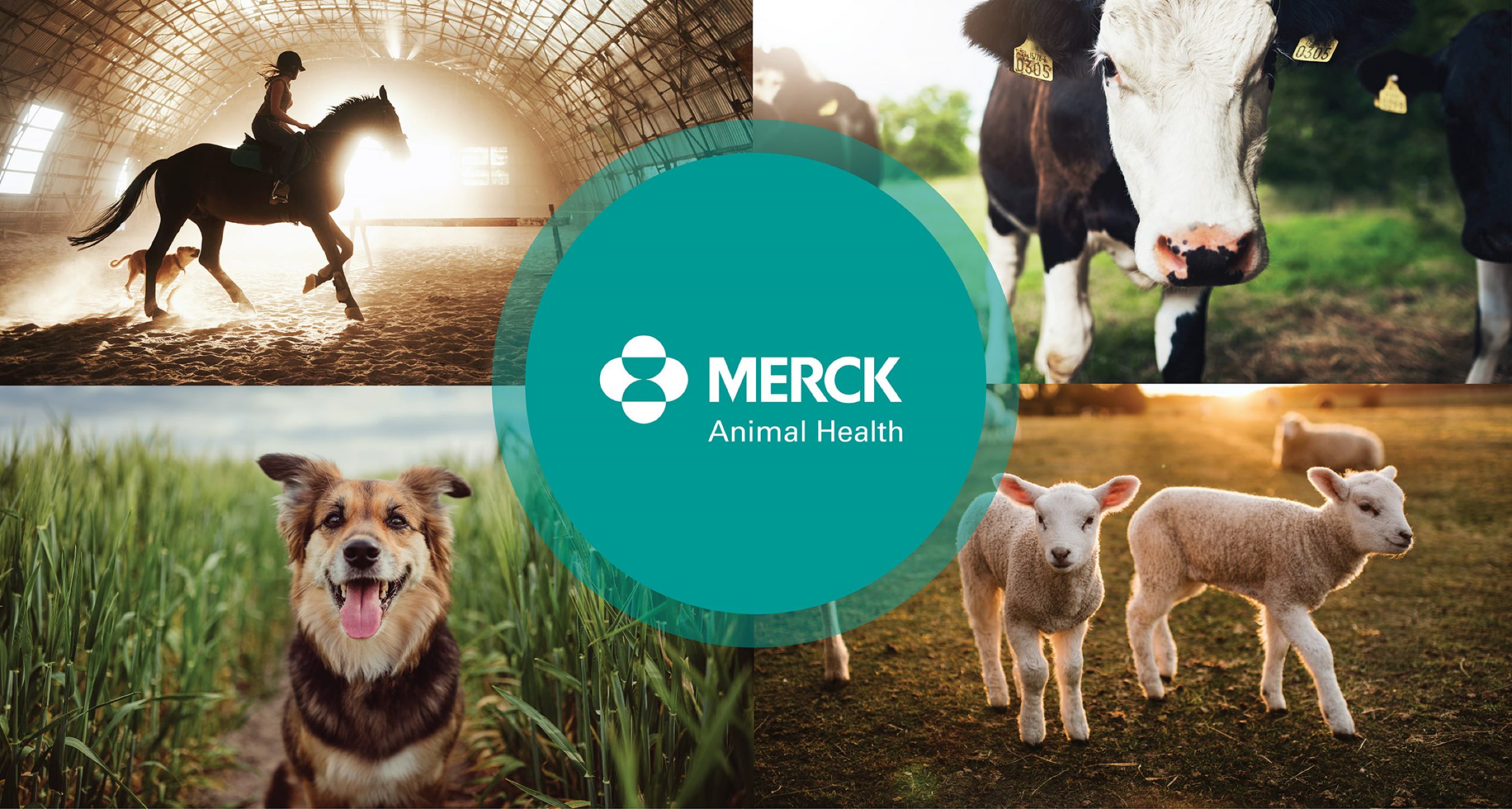 Merck Animal Health Logo